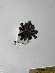 Aphonopelma steindachneri