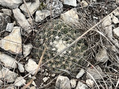 Mammillaria heyderi