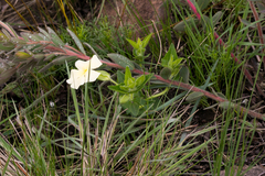 Thunbergia atriplicifolia