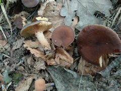 Lactarius serifluus