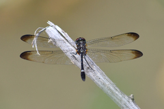Dythemis velox