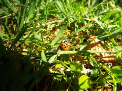 Harmonia axyridis