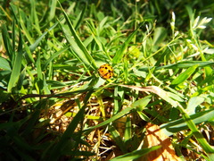 Harmonia axyridis