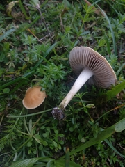 Agrocybe vervacti