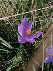 Crocus nudiflorus