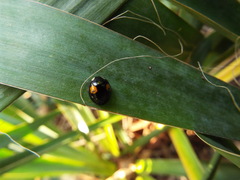 Harmonia axyridis