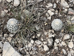 Echinocereus reichenbachii caespitosus