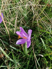 Crocus nudiflorus