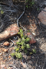 Crassula atropurpurea