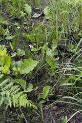 Trachyandra asperata stenophylla