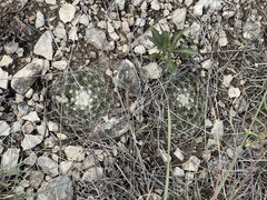 Mammillaria heyderi