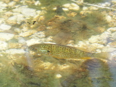 Lepomis gibbosus