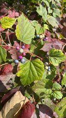 Ampelopsis glandulosa