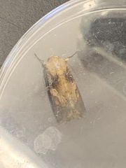 Spodoptera latifascia