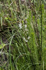 Trachyandra asperata stenophylla