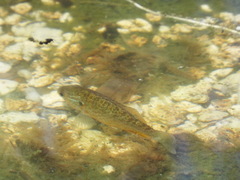 Lepomis gibbosus