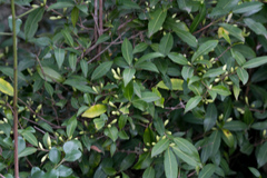 Tricalysia capensis