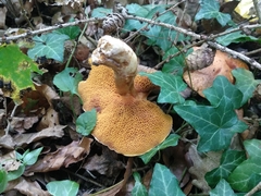 Suillus tridentinus