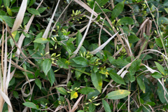 Tricalysia capensis