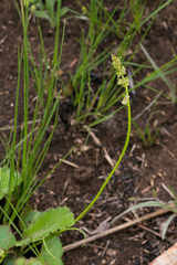 Triglochin milnei