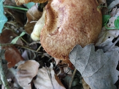 Suillus tridentinus
