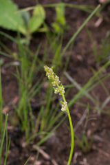 Triglochin milnei