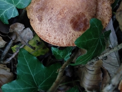 Suillus tridentinus