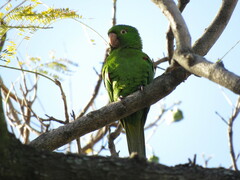 Psittacara leucophthalmus