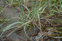 Leymus mollis