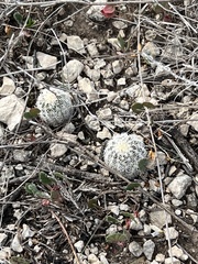 Echinocereus reichenbachii caespitosus