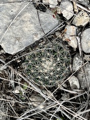 Mammillaria heyderi