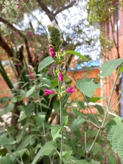 Salvia chiapensis