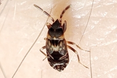 Scolopostethus