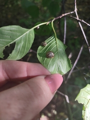 Cepaea