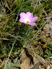 Phlox sibirica