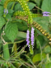 Heliotropium indicum