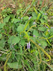 Heliotropium indicum