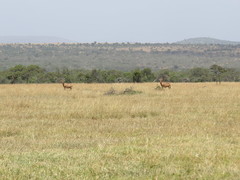 Alcelaphus buselaphus lelwel