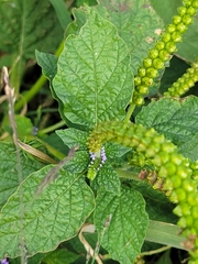Heliotropium indicum