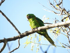 Psittacara leucophthalmus
