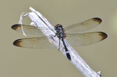 Dythemis velox