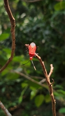 Dindymus sanguineus