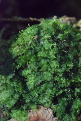 Lophocolea heterophylla