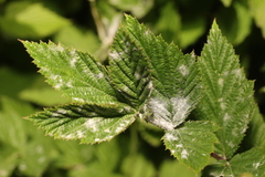 Podosphaera filipendulae