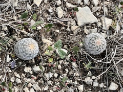 Echinocereus reichenbachii caespitosus