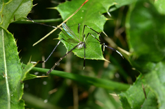 Bittacomorpha clavipes