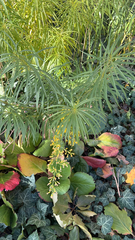 Euphorbia cyparissias