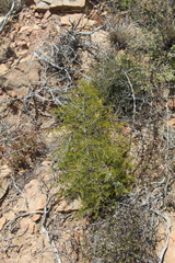 Asparagus aethiopicus