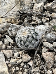 Echinocereus reichenbachii caespitosus