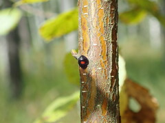 Chilocorus renipustulatus